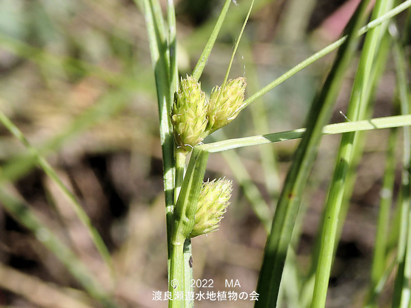 渡良瀬遊水地内のタカネマスクサ花序