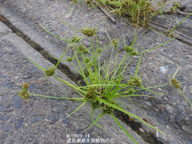 渡良瀬遊水地に生育するアオガヤツリの画像