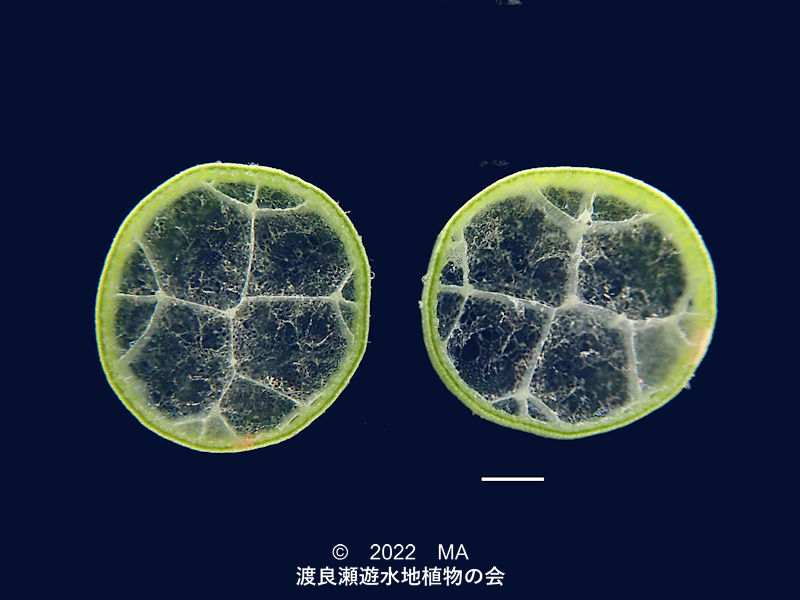 渡良瀬遊水地内のフトイ茎断面