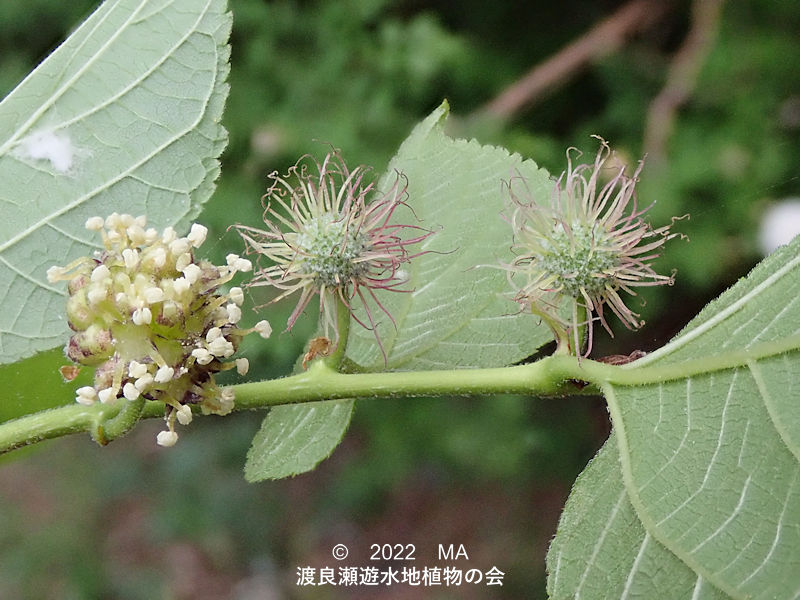 渡良瀬遊水地内のヒメコウゾ雌花雄花