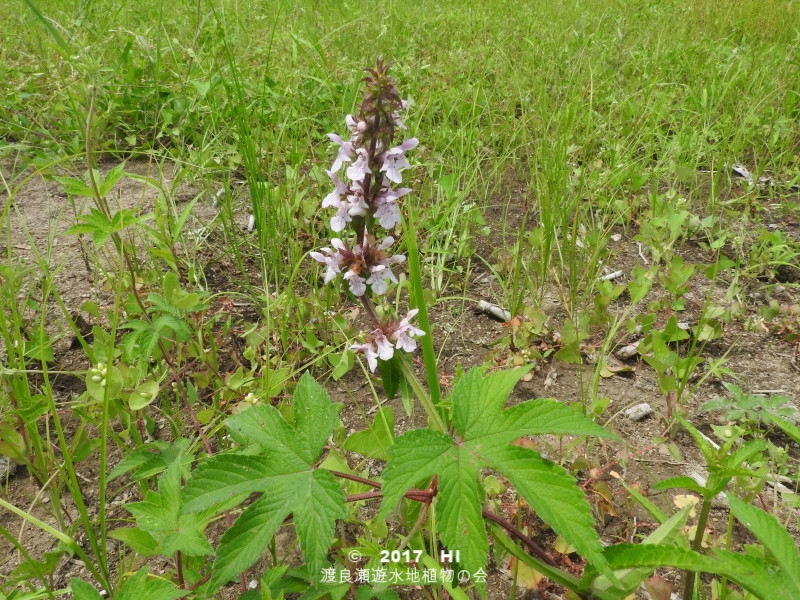 渡良瀬遊水地に生育するイヌゴマの全体画像と説明文書