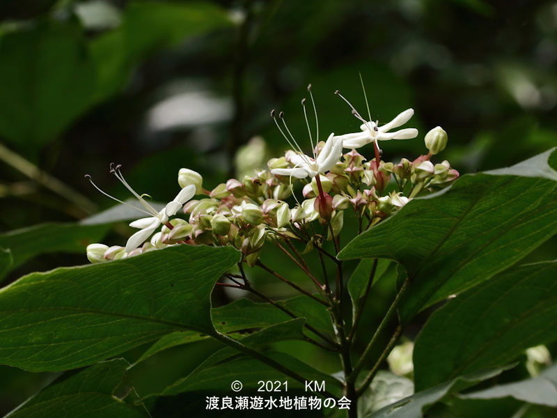 渡良瀬遊水地に生育するクサギの花