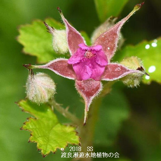 渡良瀬遊水地に生育しているナワシロイチゴ（花）の画像