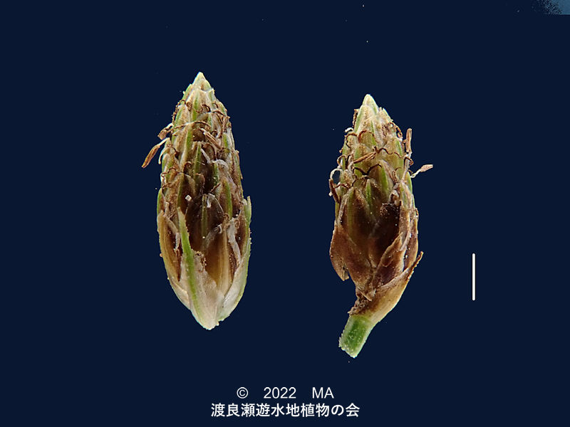 渡良瀬遊水地内のクロテンツキ花穂