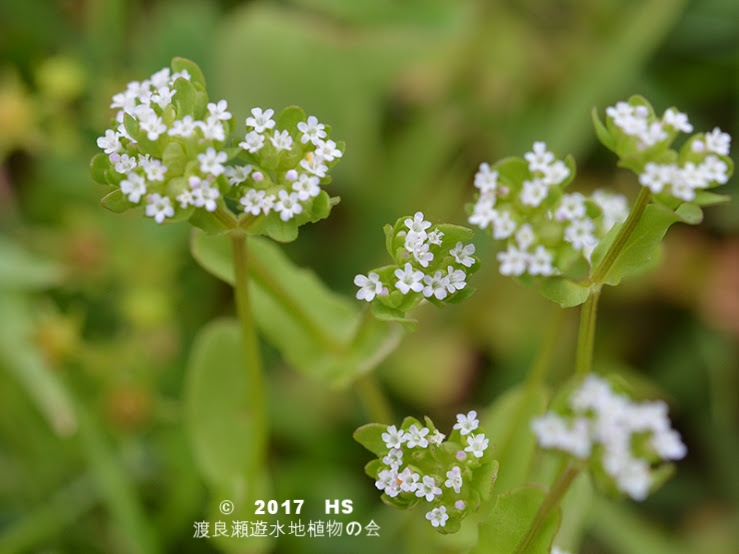 渡良瀬遊水地に生育しているノヂシャの全体画像と説明文書