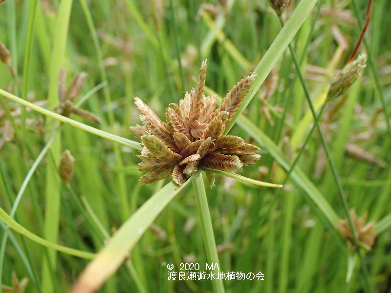 渡良瀬遊水地に生育しているカワラスガナの画像