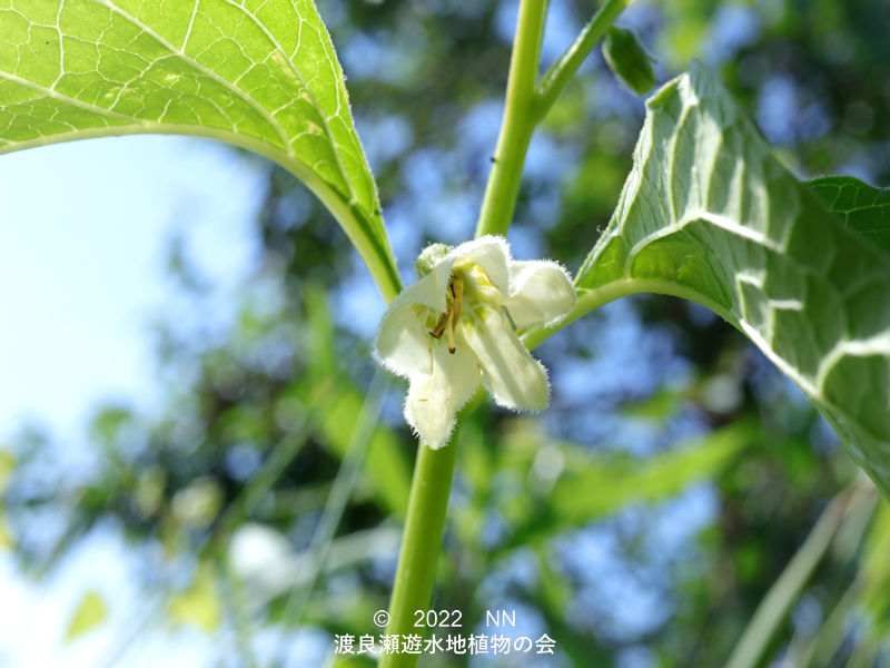 渡良瀬遊水地内のホオズキ花