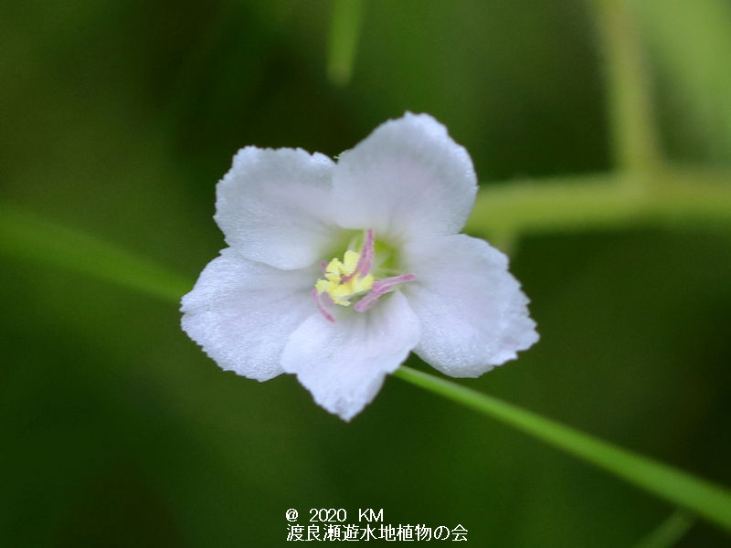 渡良瀬遊水地に生育しているシロバナナガバノイシモチソウの花の画像その３