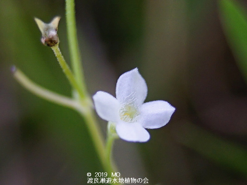 渡良瀬遊水地のヒメナエ（花）の画像