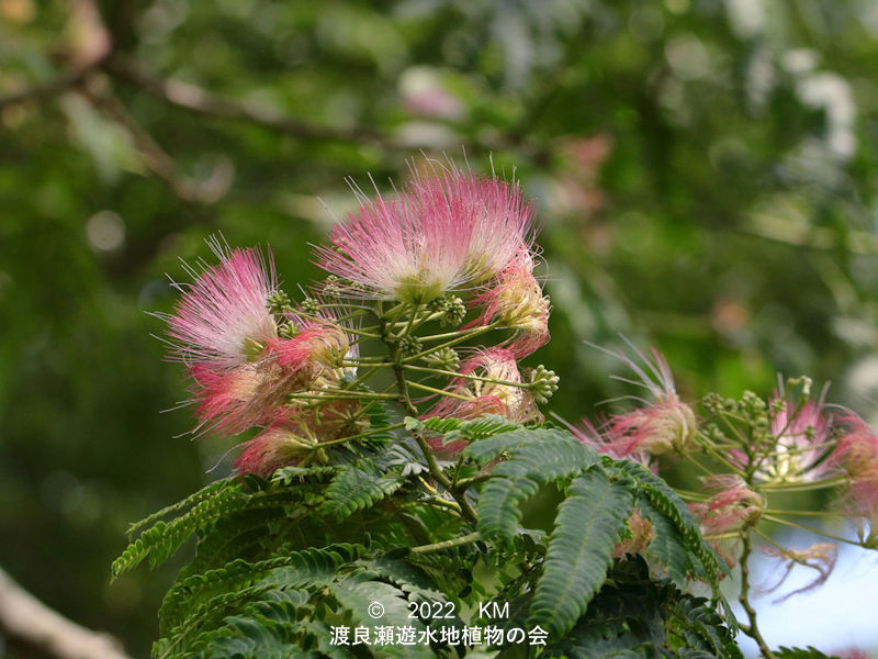 渡良瀬遊水地内のネムノキ花