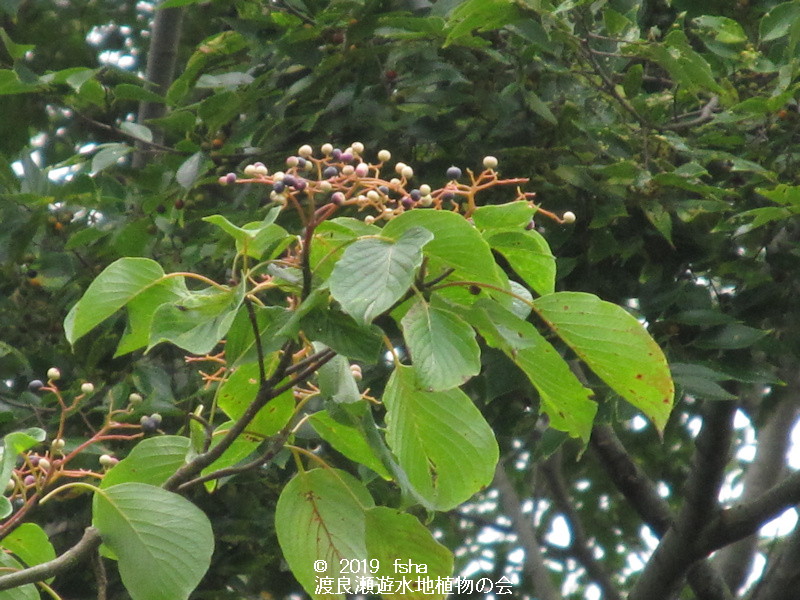 渡良瀬遊水地に生育するミズキの画像