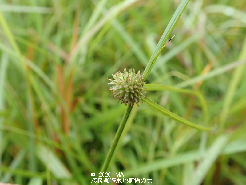 渡良瀬遊水地に生育するタチヒメクグの画像その１