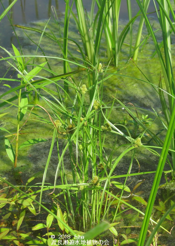 渡良瀬遊水地に生育しているシロガヤツリの画像その１