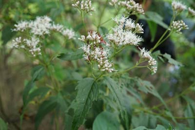 渡良瀬遊水地の　絶滅危惧種　フジバカマ