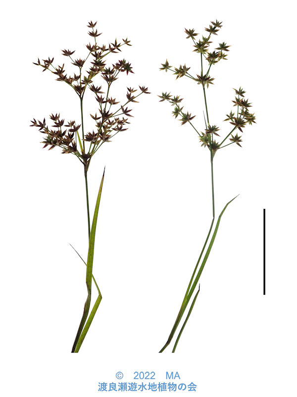 希少植物 玉クバ トックリビロウ 玉クバ トックリビロウ トックリクバ