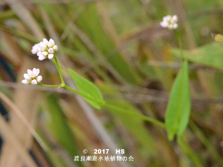 渡良瀬遊水地に生育しているアキノウナギツカミの全体画像と説明文書