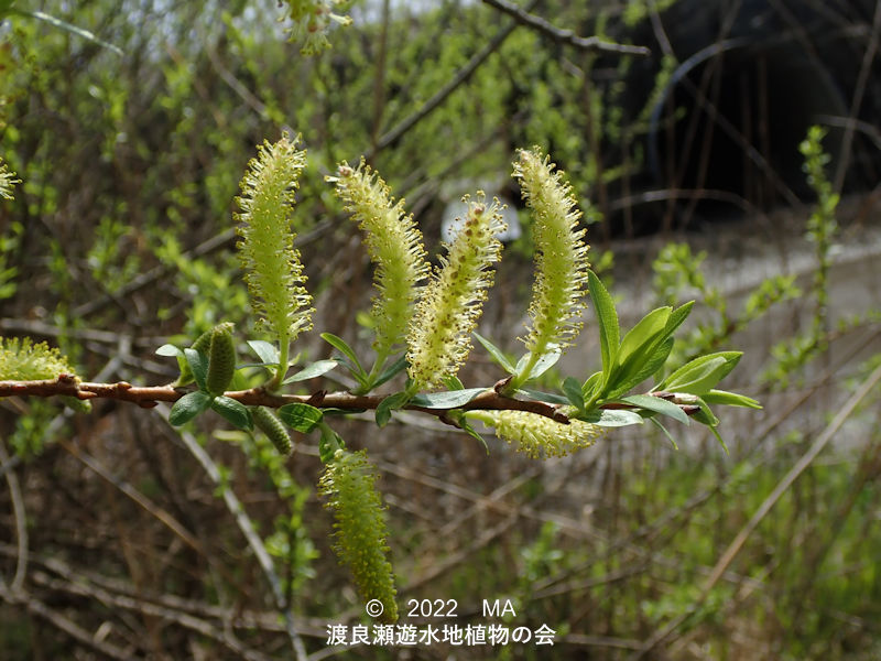 渡良瀬遊水地内のタチヤナギ雄花