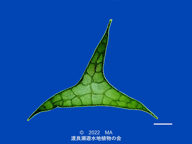 渡良瀬遊水地内のカンガレイ茎断面