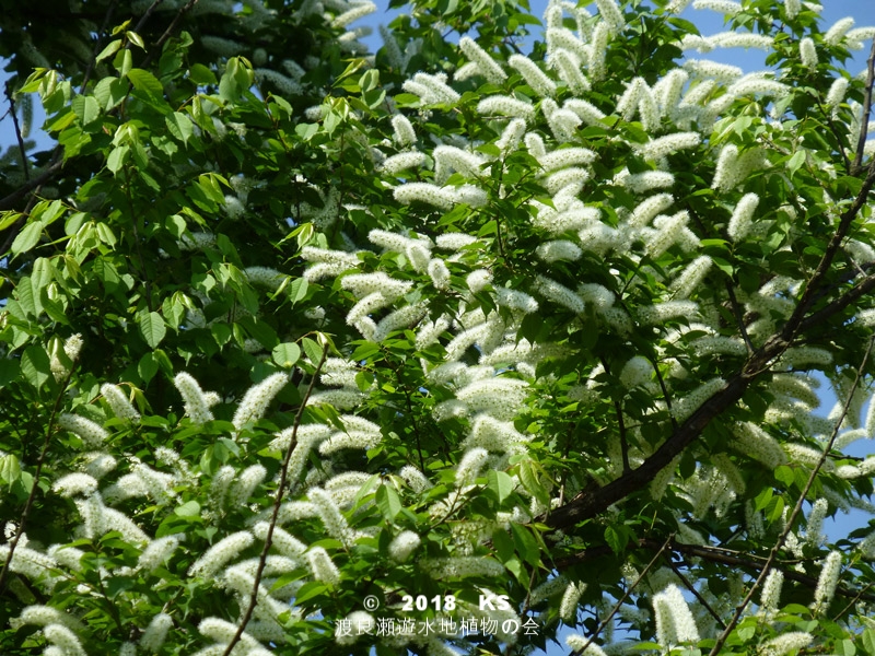 ウワミズザクラ - 渡良瀬遊水地植物の会