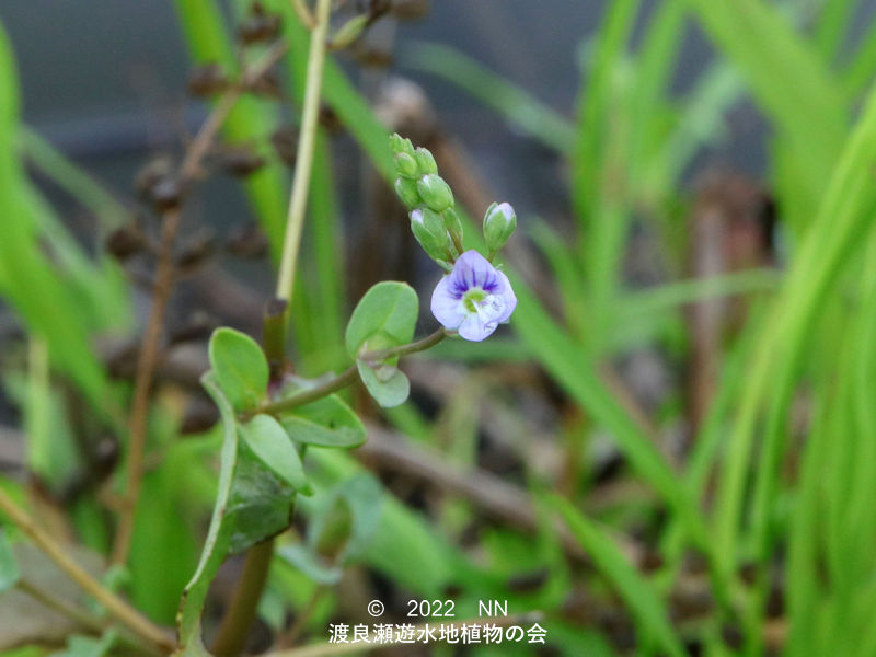 渡良瀬遊水地内のオオカワヂシャ花