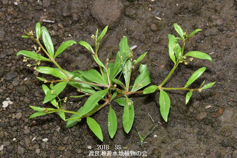 渡良瀬遊水地に生育しているザクロソウの全体画像と説明文書