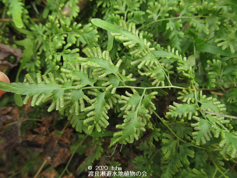 渡良瀬遊水地に生育しているカニクサの画像その３