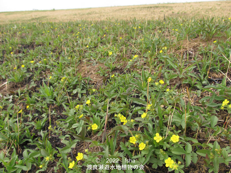 渡良瀬遊水地内のミツバツチグリ群生