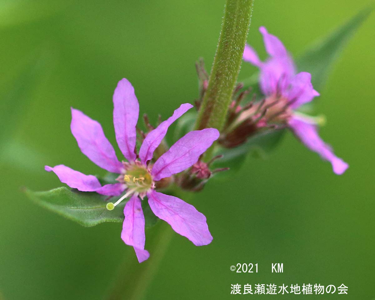 エゾミソハギ 渡良瀬遊水地植物の会