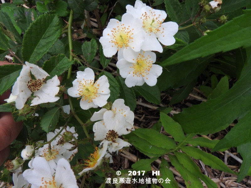 ノイバラ 渡良瀬遊水地植物の会