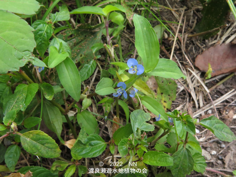 渡良瀬遊水地内のシマツユクサ全体