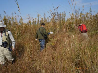 画像：渡良瀬遊水地植物の会　外来種除去活動の様子