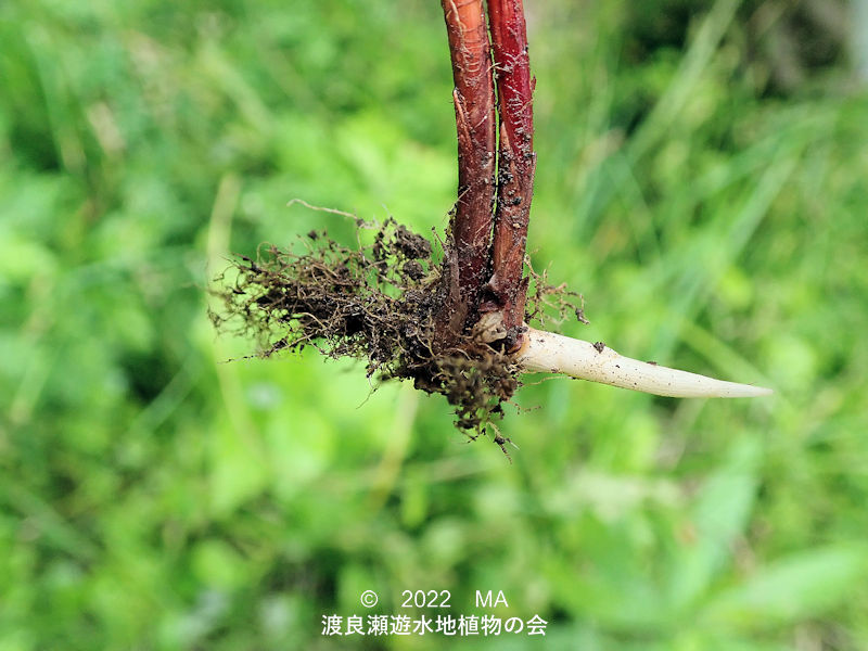 渡良瀬遊水地内のビロードスゲ走出枝基部の鞘