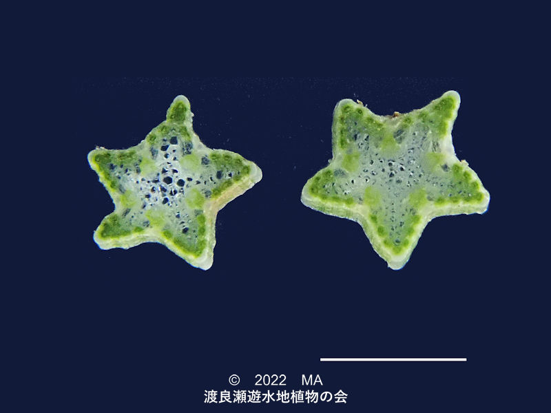 渡良瀬遊水地内のクロテンツキ茎断面