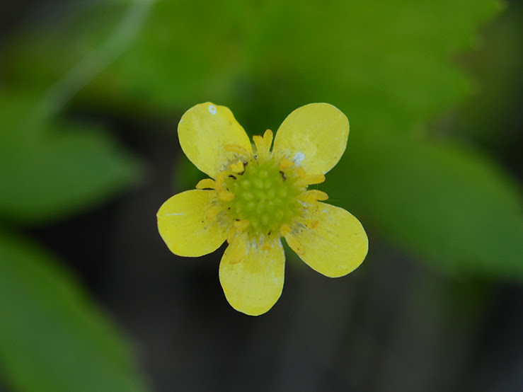 渡良瀬遊水地に生育するキツネノボタンの花の画像