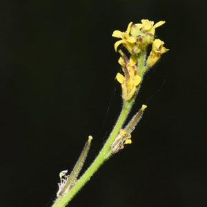 渡良瀬遊水地に生育するカキネガラシの花の画像