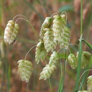 渡良瀬遊水地に生育するコバンソウ（花穂）の画像