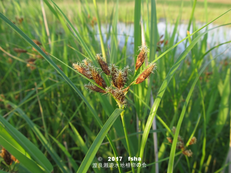 渡良瀬遊水地に生育するウキヤガラの全体画像と説明文書