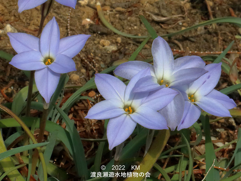 渡良瀬遊水地内にあるハナニラの花