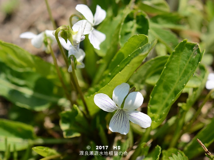 渡良瀬遊水地に生育しているアリアケスミレの全体画像と説明文書