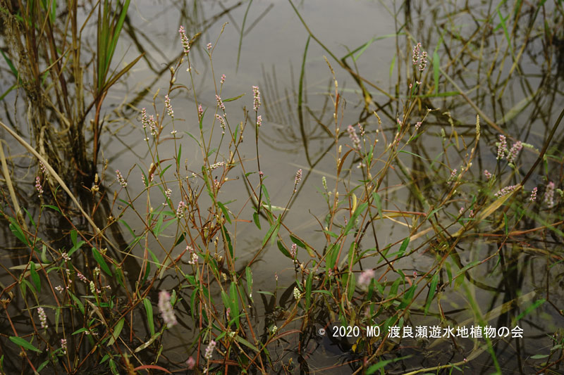 渡良瀬遊水地に生育しているホソバイヌタデの画像その３