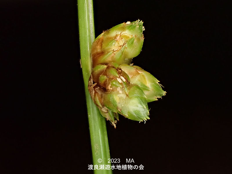 渡良瀬遊水地内のホタルイ花穂