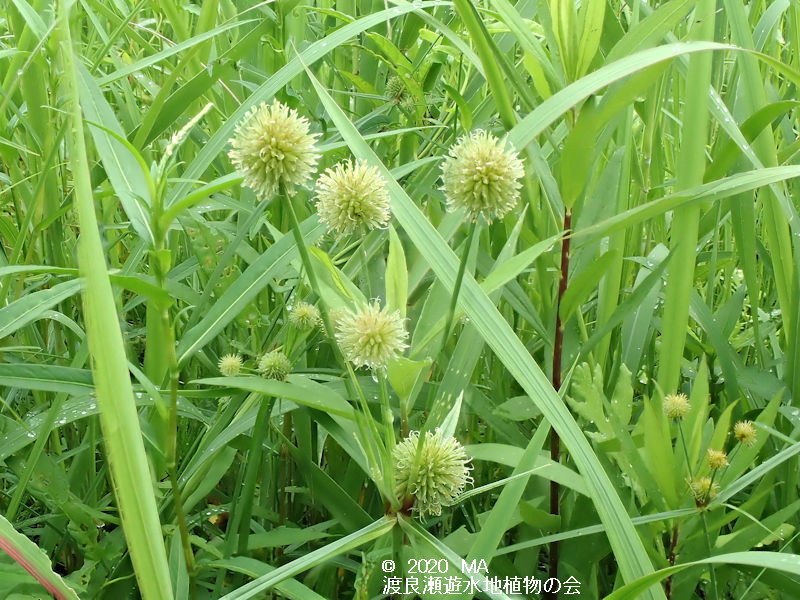 渡良瀬遊水地に生育するミクリガヤツリの画像