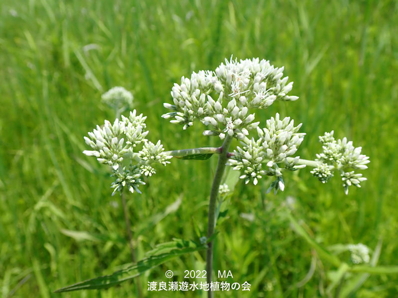 ヒヨドリバナ - 渡良瀬遊水地植物の会 ヒヨドリバナ - 渡良瀬遊水地植物の会