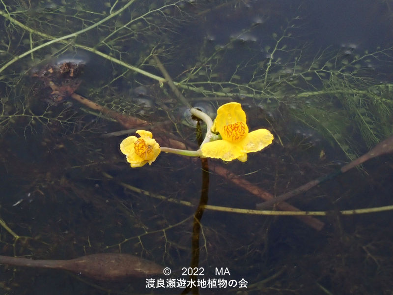 渡良瀬遊水地内の花と全体