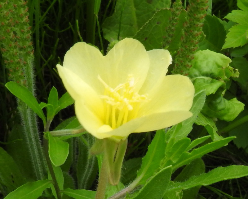 渡良瀬遊水地に生育するコマツヨイグサの花の画像