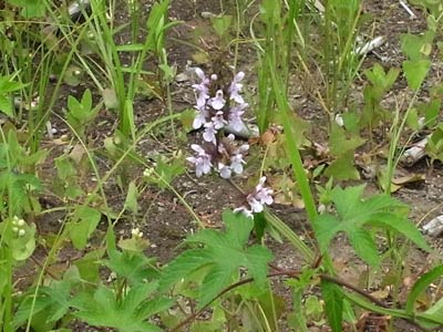 渡良瀬遊水地の　イヌゴマ