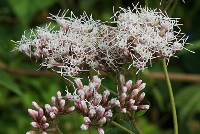 渡良瀬遊水地に生育するフジバカマ（花）の画像