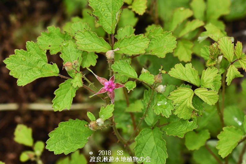 渡良瀬遊水地に生育しているナワシロイチゴの画像その２