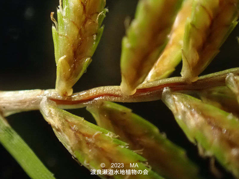 渡良瀬遊水地内のカンエンガヤツリ小穂の付く軸