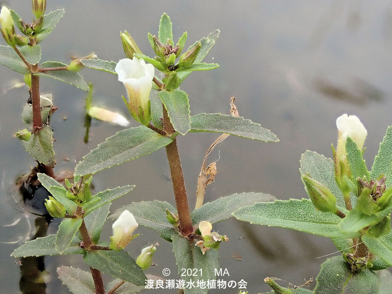 渡良瀬遊水地に咲くシソクサの花